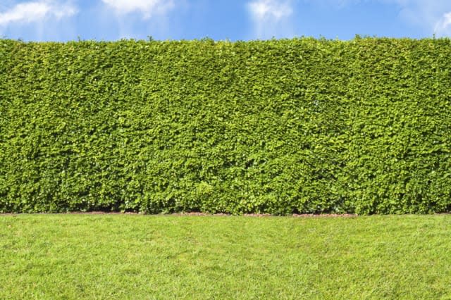 Tall hedge, endless seamless pattern