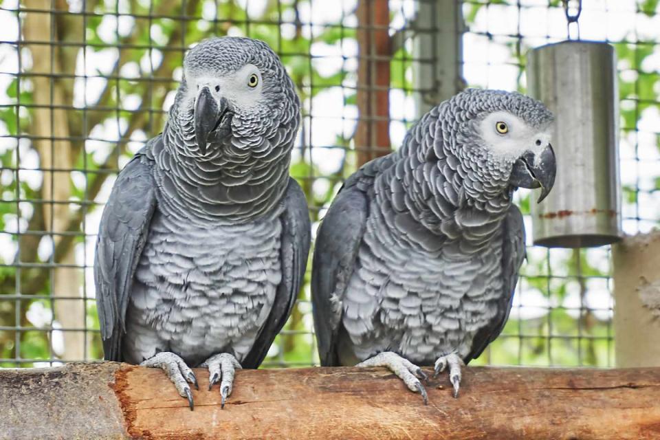 <p>Getty</p> African gray parrots