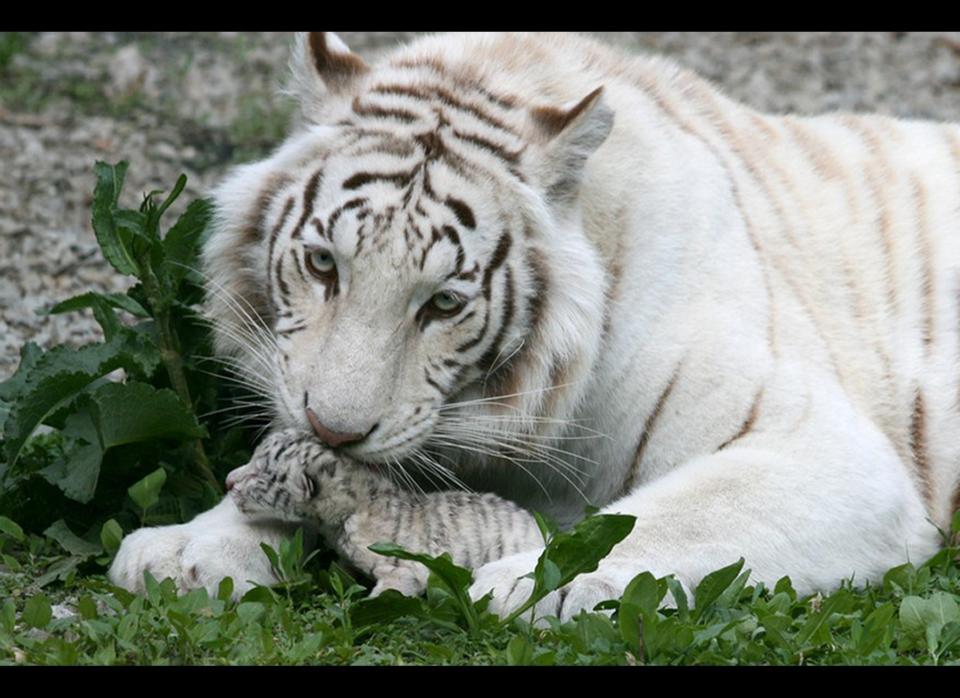 In this handout photo provided by Skazka Zoo, taken May 6, 2012, a female white albino tiger, Tigryulia is seen with her newborn cub at the Skazka Zoo in Yalta, Ukraine. The tiger gave birth to four cubs, including a rare albino tiger. A beautiful white tigress was the symbol of Yulia Tymoshenko's presidential election campaign, representing her ferocious resolve. (AP Photo/Skazka Zoo)