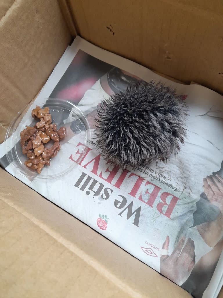 The elderly woman had rushed into action when she thought she spotted a hedgehog on the side of a road in England. Kennedy News and Media