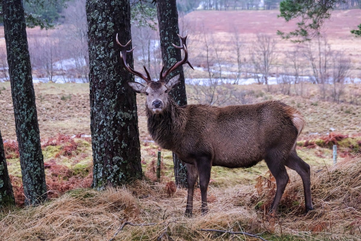 Spotted: a mighty Highland stag on the West Highland Way (Alastair Gill)