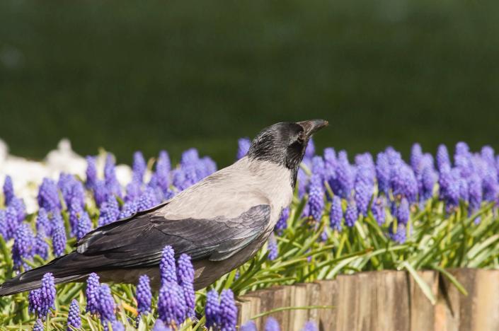 5 Ways to Keep Birds Out of Your Garden, According to Gardening Experts