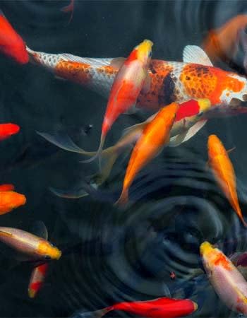 Koi Pond Cost