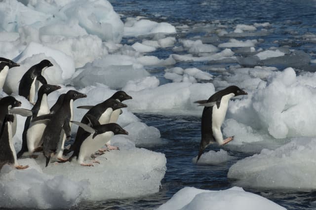 A group of Adelie penguins (Pygoscelis adeliae) jumping from