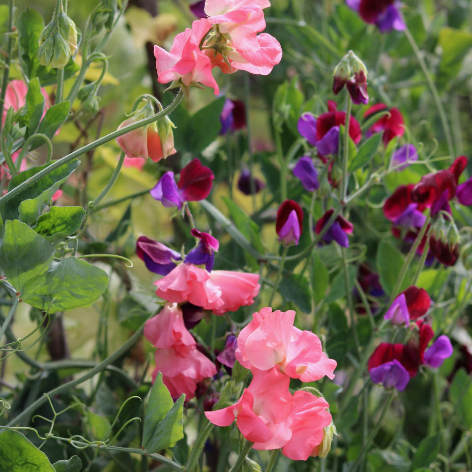 Sweet peas growing in garden