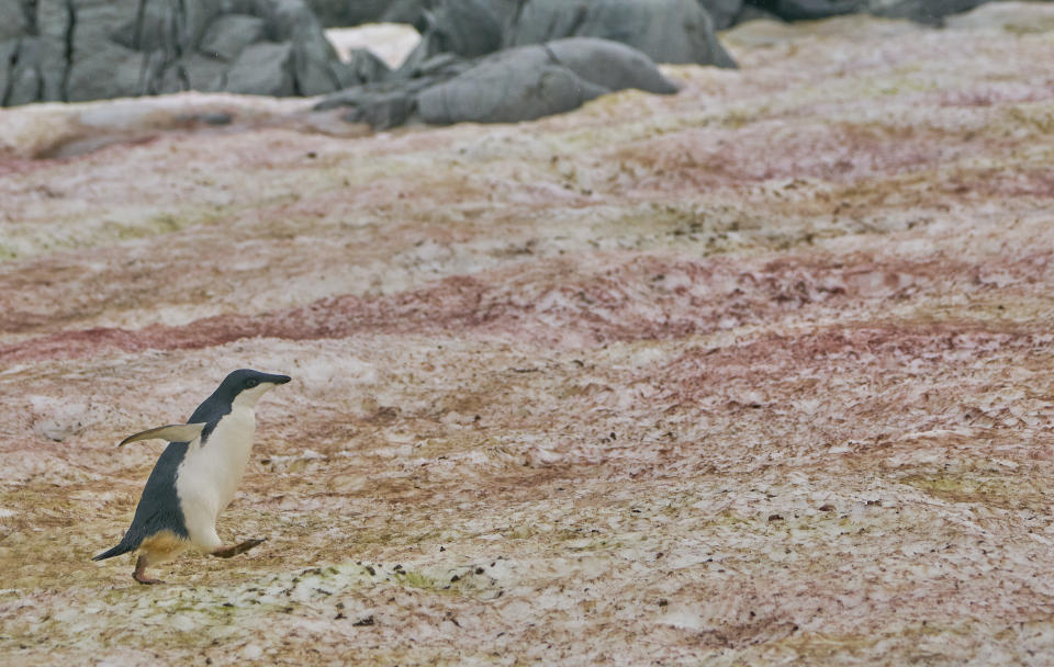 An Adelie penguin amid red algae on the Antarctic Peninsula (Photo: Bkamprath via Getty Images)