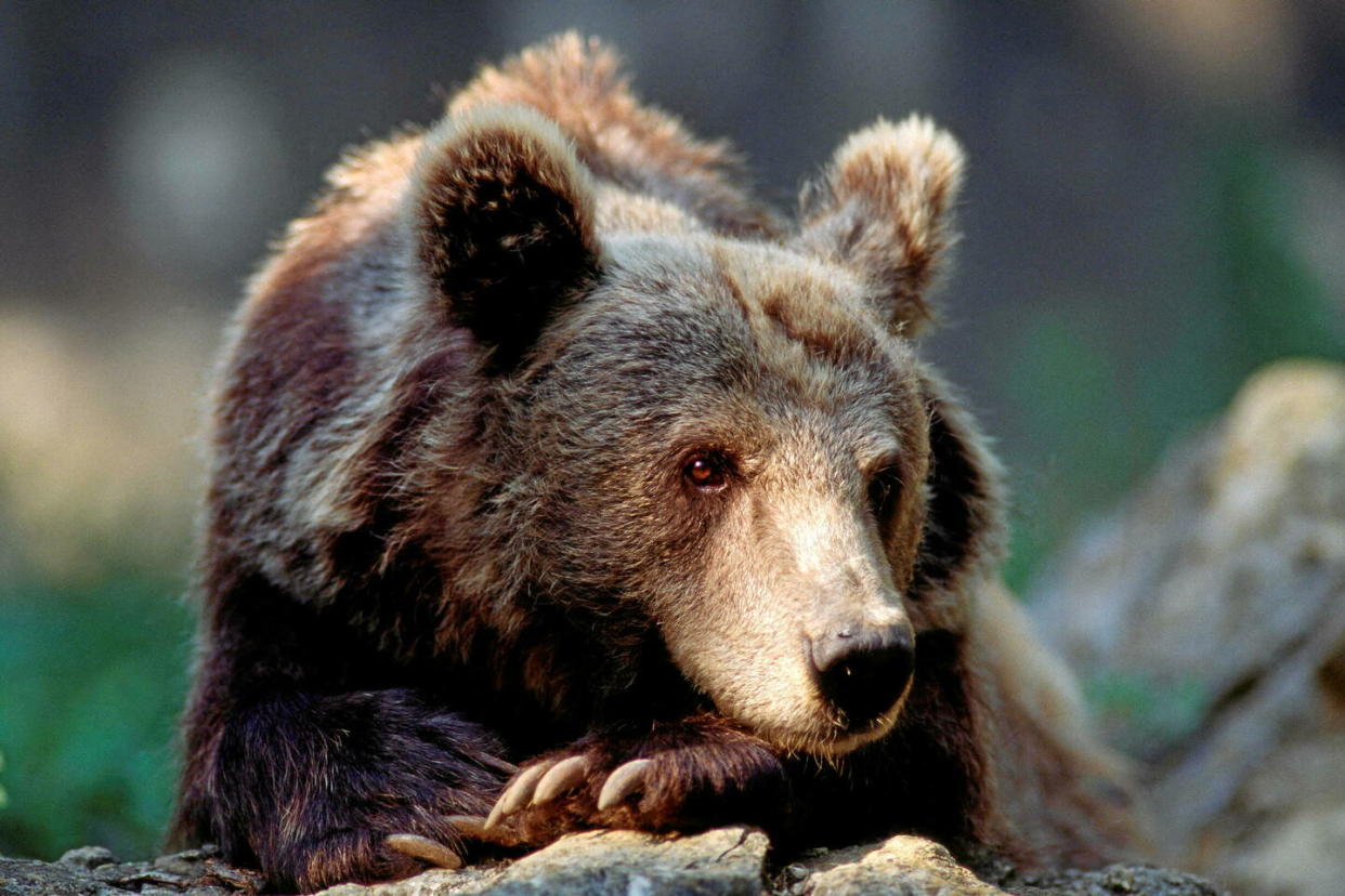 Un ours brun. dans les Pyrénées.   - Credit:Daniel Heuclin/NHPA/Photoshot /DPA/Abacapress