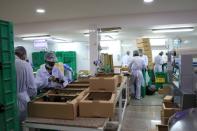 Workers pack vegetables harvested by Agrico in Al-Khor