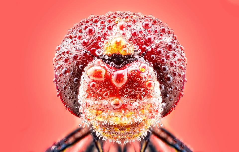 'Close up of a Damselfly' by @ajuriaguerra (Spain)