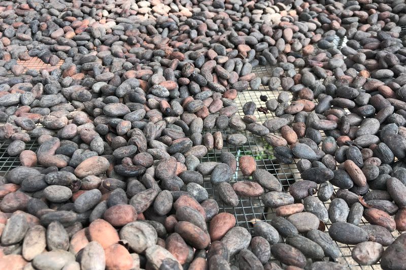 Cocoa beans are dried at the Lowa Chocolate Factory in Goma