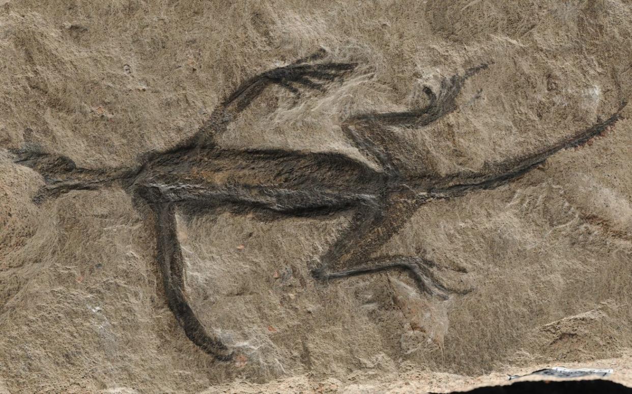 Tridentinosaurus antiquus