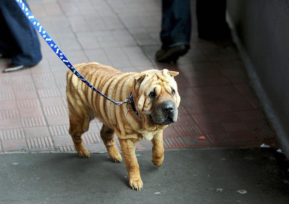 12) Shar Pei