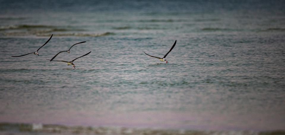 Black skimmers feed on the north end of Bonita Beach on Tuesday, Sept. 12, 2023.