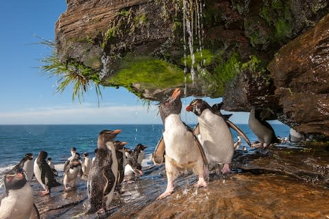 Rockhopper penguins - Credit: Will Burrard-Lucas