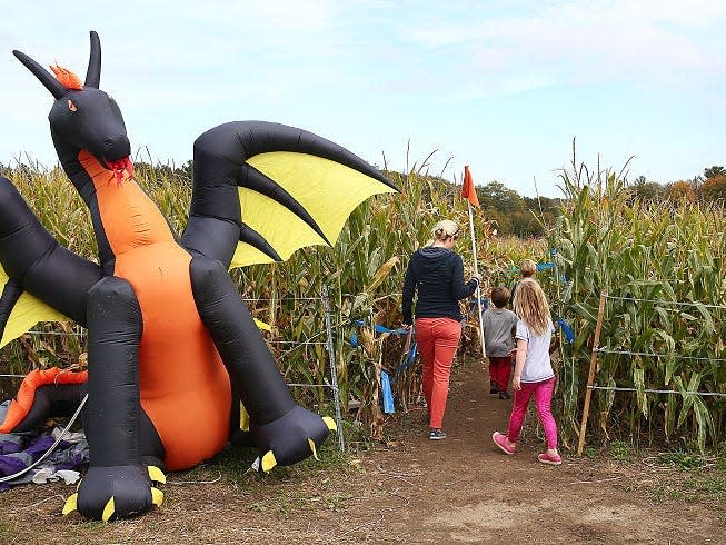 corn maze