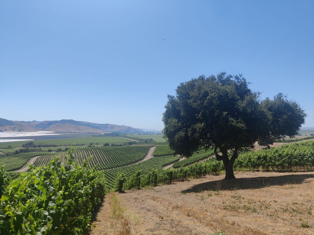 The Santa Ynez wine region has a highly desirable climate for wine-making  (Kevin EG Perry)