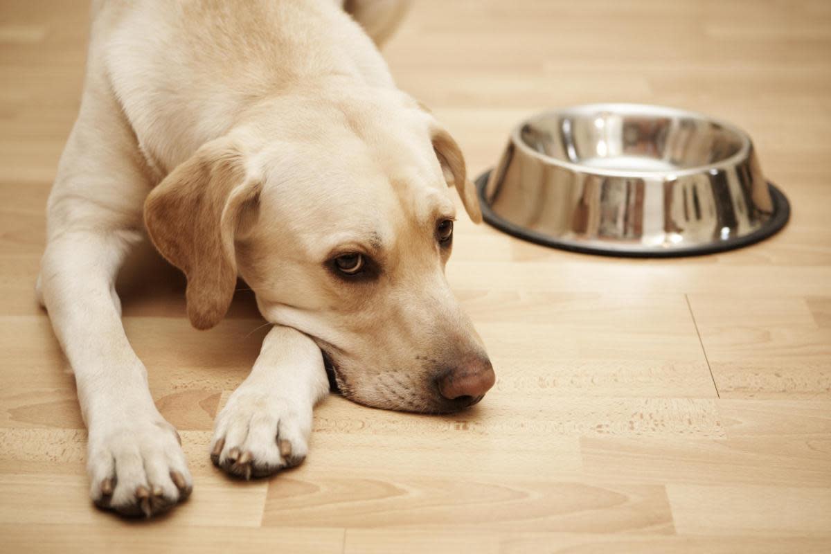 Dogs can exhibit a number of signs of stress that you can be aware of <i>(Image: Getty Images)</i>