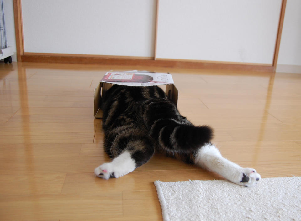 In this April 2008 photo provided by mugumogu, Scottish fold Maru lies down as he dives in a cardboard box in Japan. After years of viral YouTube viewing and millions of shares, the cat stars of the Internet are coming into their own in lucrative and altruistic ways. Roly poly Maru, the megastar in Japan with millions of views for nearly 300 videos since 2007, has three books and a calendar, among other swag for sale. (AP Photo/mugumogu)