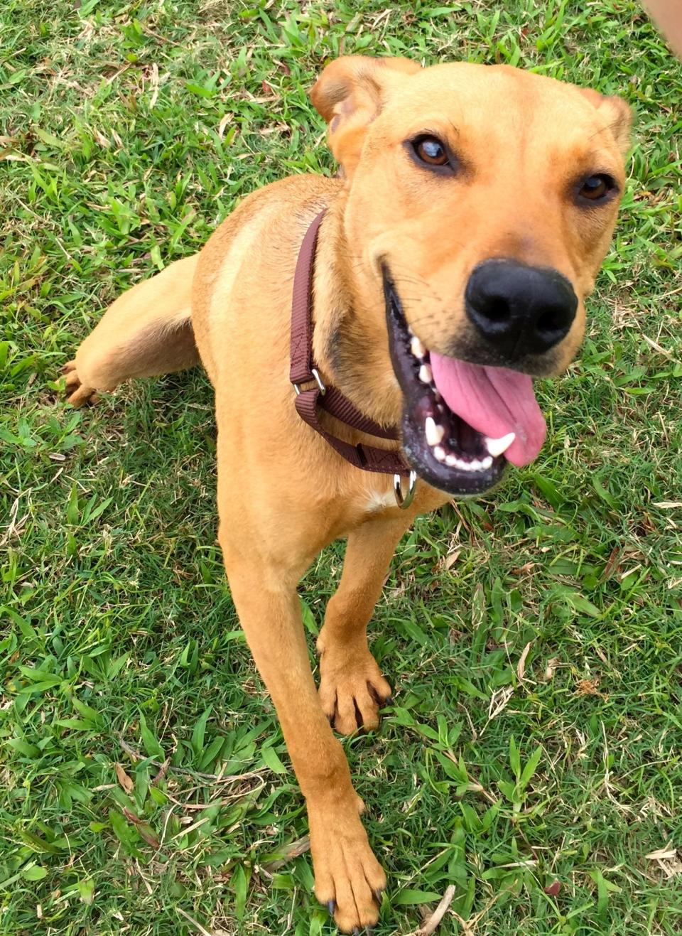 Harrison is a 1-year-old hound/whippet mix with leading man good looks. He's a happy guy who loves people and other dogs. Harrison is a great hiking and adventure buddy.  Come to the <a href="https://www.facebook.com/kauaihumanesociety?fref=ts" target="_blank">Kauai Humane Society</a>, in Hawaii, and make him the star of your family. 