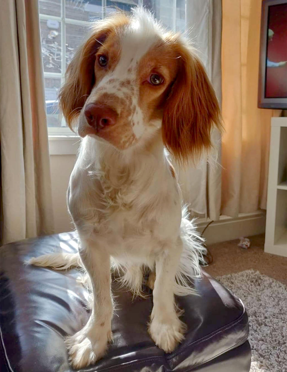 Pete the fainting dog tilting his head and posing for a photo.