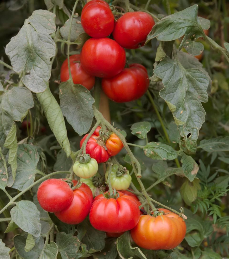  If you’re a fan of beefsteak tomatoes, ‘Super Marmande’ is an easy variety to grow - Gap