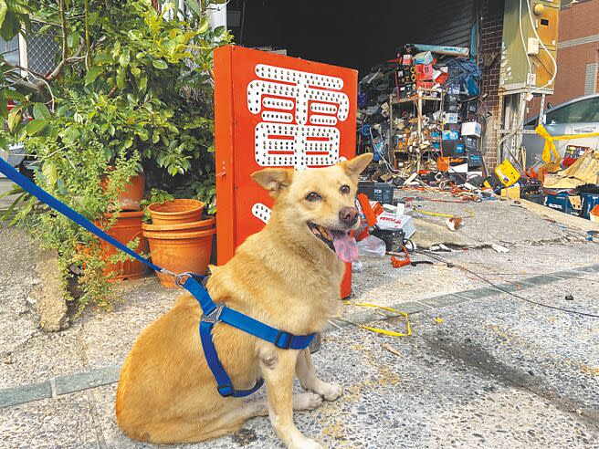 高雄市鳳山區建國路1家電池行10日清晨發生火警，不幸喪生的夫妻倆收養4隻有殘疾的狗，事發後愛犬在門口等著不願意離去，不停想往屋內衝，讓鄰居相當不捨地流下眼淚。（楊舒婷攝）