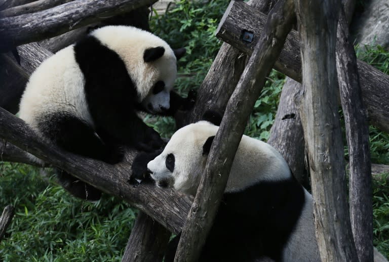 Aufregung bei Panda-Fans in der US-Hauptstadt Washington: China will dem dortigen National Zoo wieder ein Panda-Pärchen überlassen. (ALEX WONG)