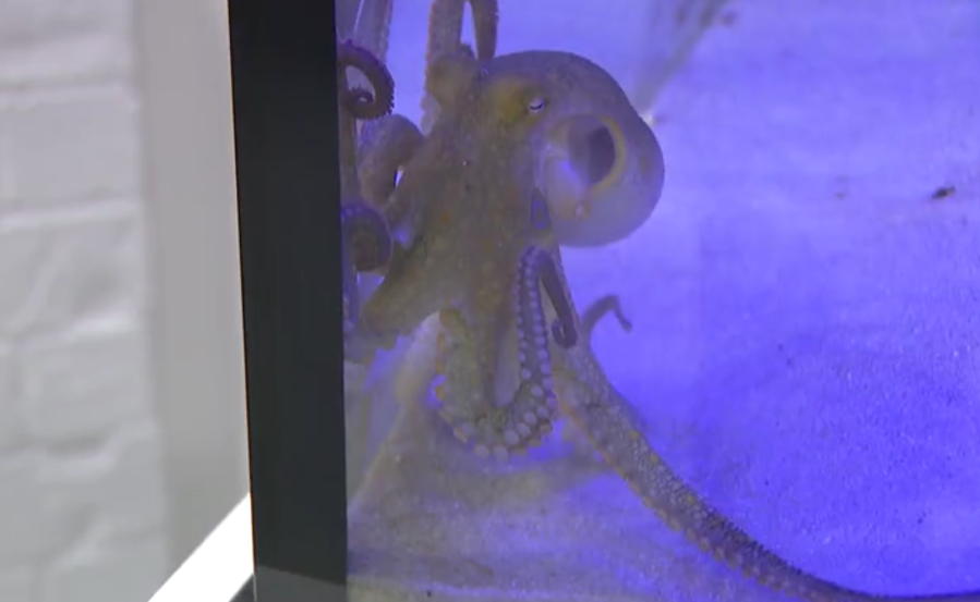 Terrance the octopus. Image KFOR.