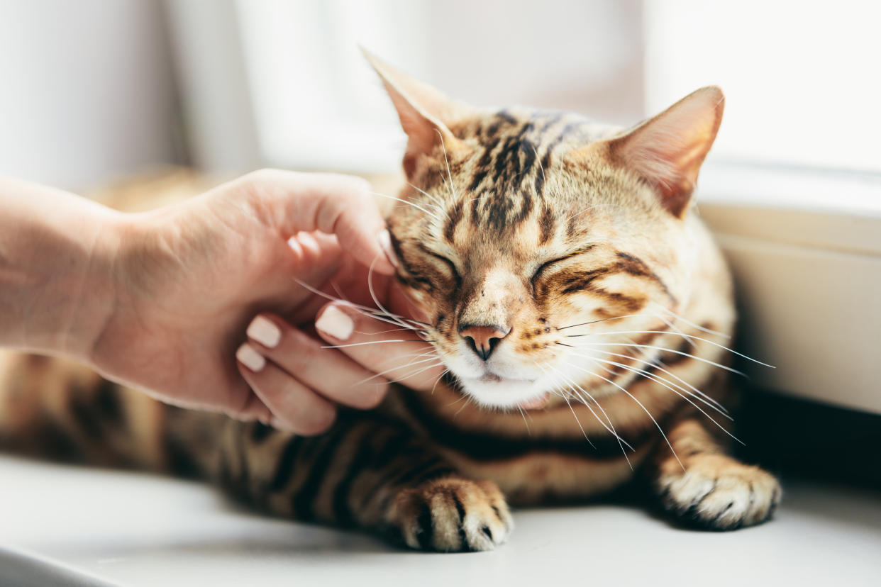 A bengal cat with its eyes closed accepts a stroke from a woman's hand as it lays by a window