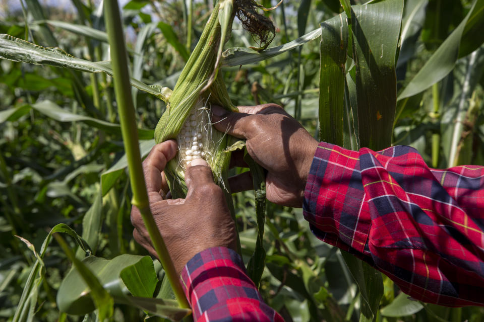 Farmer Eugene “Hutch” Naranjo checks if the corn is ready to harvest at the Santa Clara Pueblo farmlands in northern New Mexico, Monday, Aug. 22, 2022. Climate change is taking a toll on the pueblo, which has been home to Tewa-speaking people for thousands of years. (AP Photo/Andres Leighton)