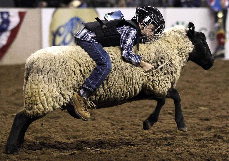 Tristan Padilla hangs onto a sheep in the "Mutton Bustin'" competition at the 108th National Western Stock Show in Denver