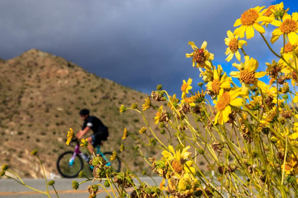 A ladybug rests on a brittlebush on Highway 74 in Palm Desert, Calif., on Sunday, March 3, 2024.