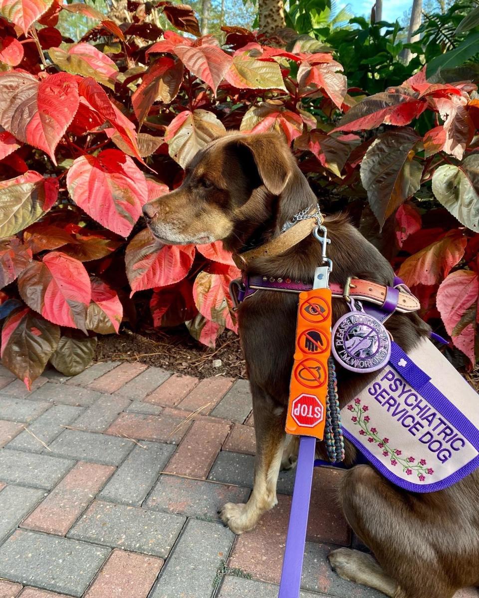 Maple sitting nicely in a psychiatric service dog vest