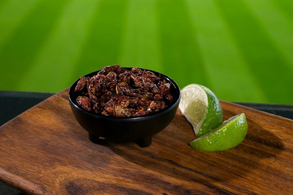 The Mariners’ Toasted Grasshoppers (MLB)