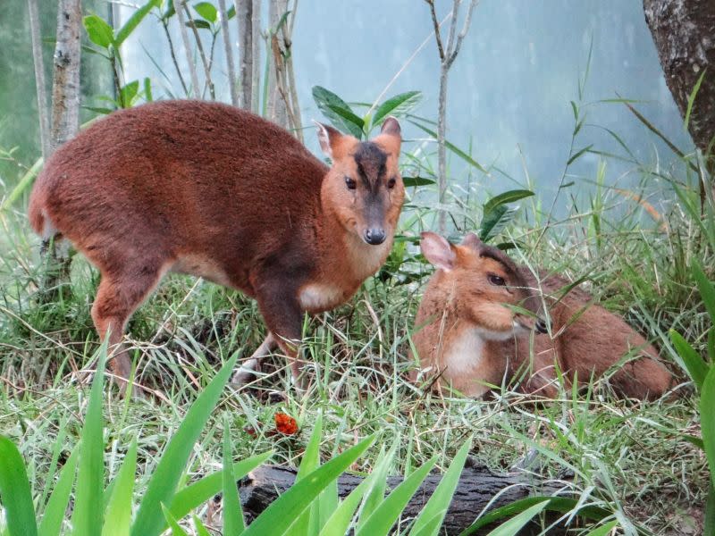 ▲山羌的獠牙不會主動外露，埋藏潛在的危險。（圖／臺北市立動物園授權提供）