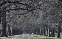 A man walks amongst the trees at Hagley Park in Christchurch, New Zealand, Sunday, Aug. 9, 2020. New Zealand on Sunday marked 100 days since it stamped out the spread of the coronavirus, a rare bright spot in a world that continues to be ravaged by the disease.(AP Photo/Mark Baker)