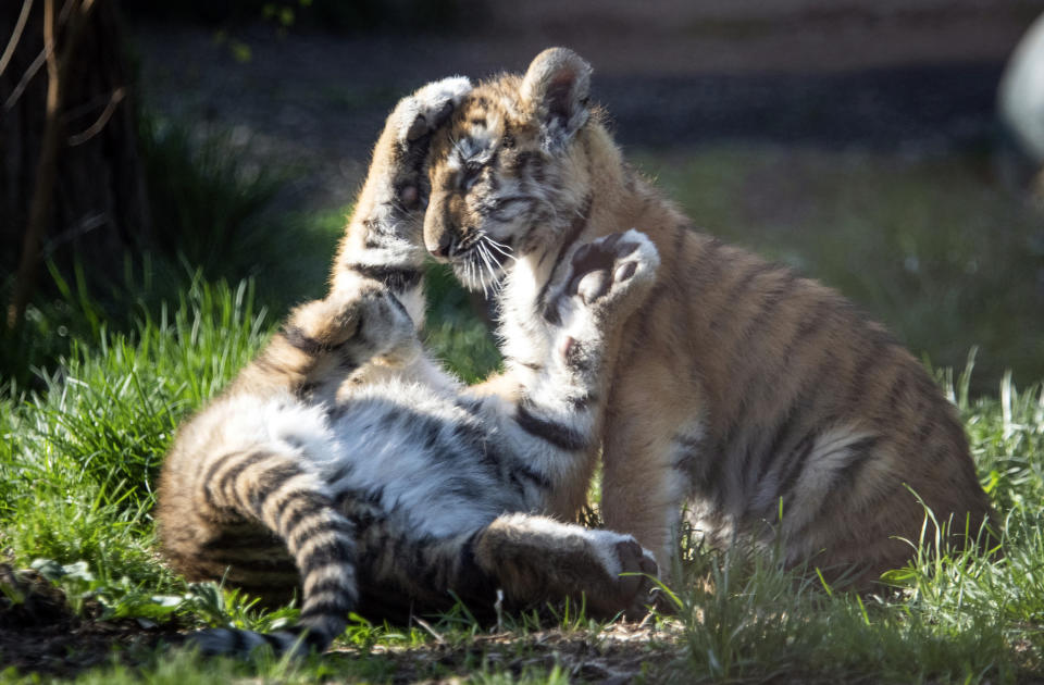 In this photo provided by the Cleveland Metroparks Zoo, two of three new tiger cubs play in an exhibit as they made their public debut on Wednesday, April 14, 2021, at the Cleveland Metroparks Zoo in Cleveland. (Kyle Lanzer/Cleveland Metroparks Zoo via AP)