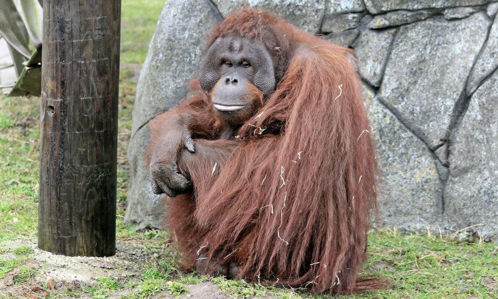 <span>Photograph: Blackpool Zoo/Shutterstock</span>