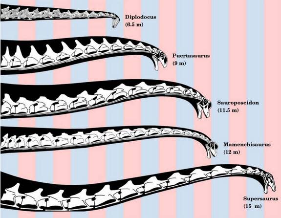 Sauropods' necks reached up to 50 feet (15 meters) in length, six times longer than that of the current world-record holder, the giraffe.