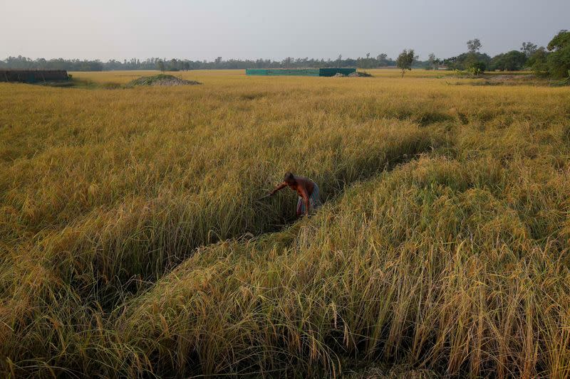 FILE PHOTO: A farmer works in his rice paddy field on Ghoramara Island