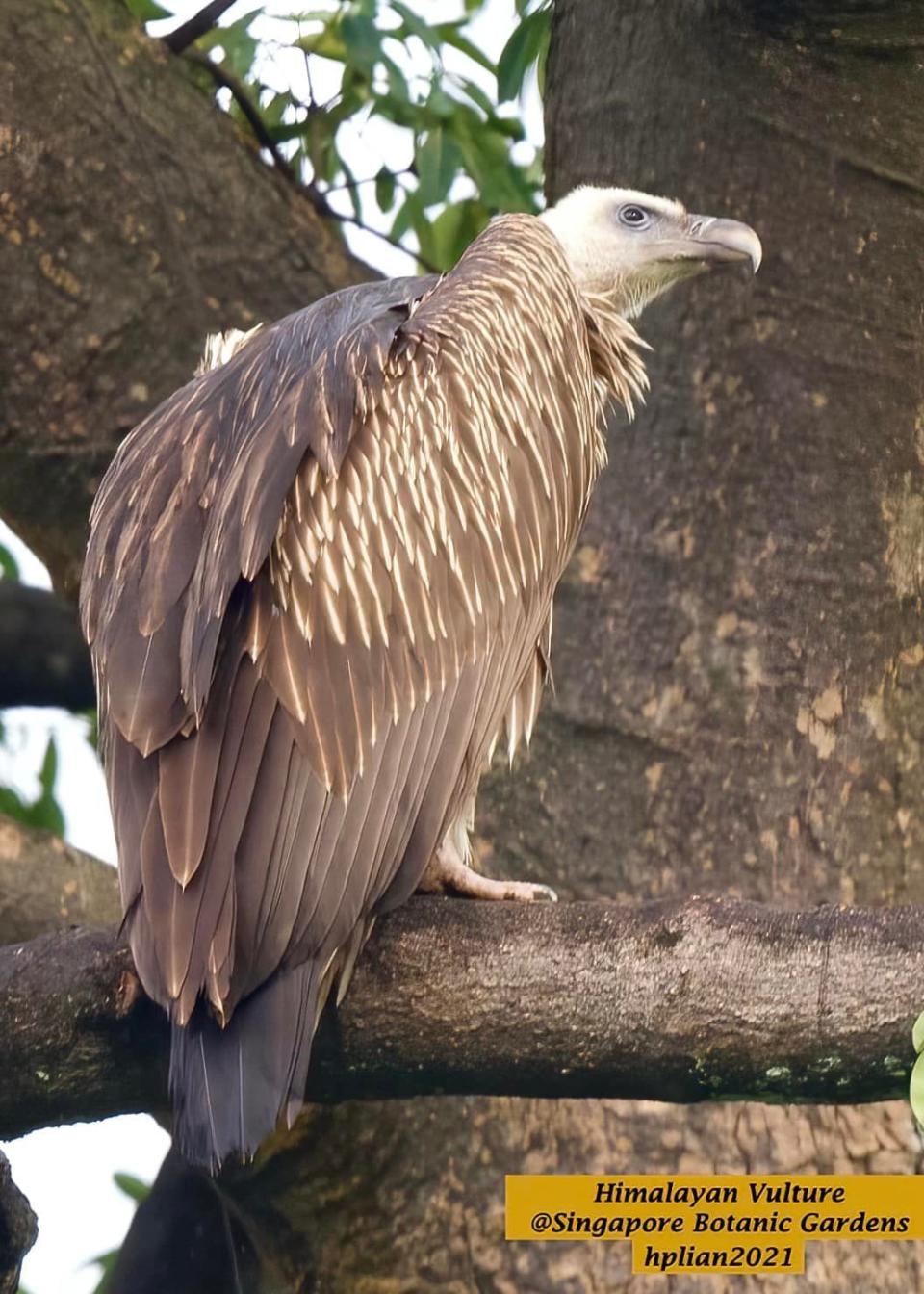 A Himalayan vulture in Singapore Botanic Gardens, 30 Dec 2021. (Photo: HP Lian/Facebook)