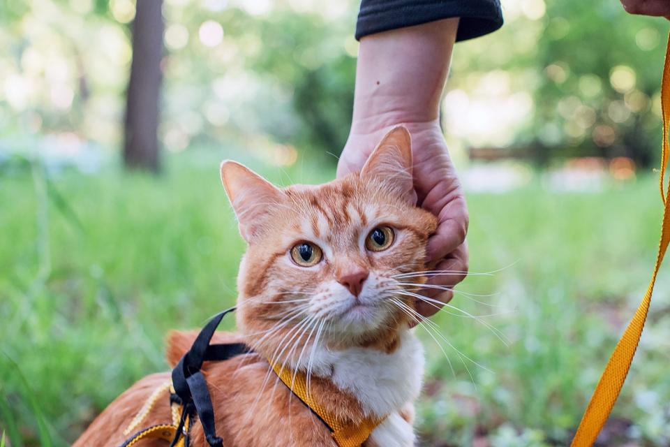 ginger cat outside on a hike wearing an orange harness for safety