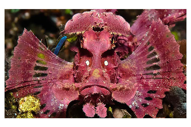 Award-winning sea creature photos