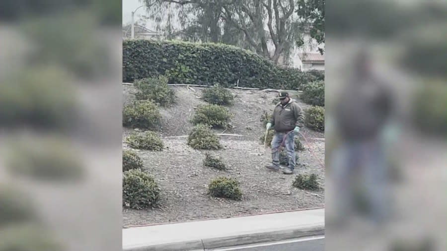 Workers contracted by the Aliso Viejo Community Association spraying herbicides at a local park. (Carolyn McCuan)