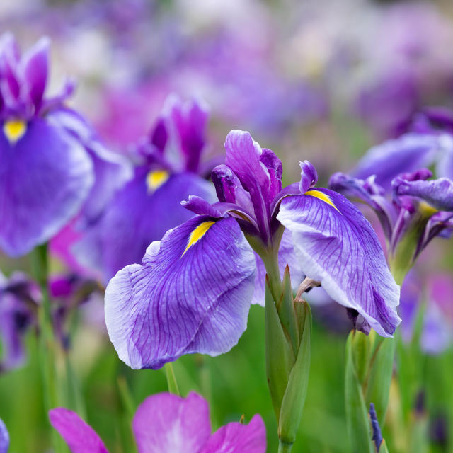 When to Cut Back Irises