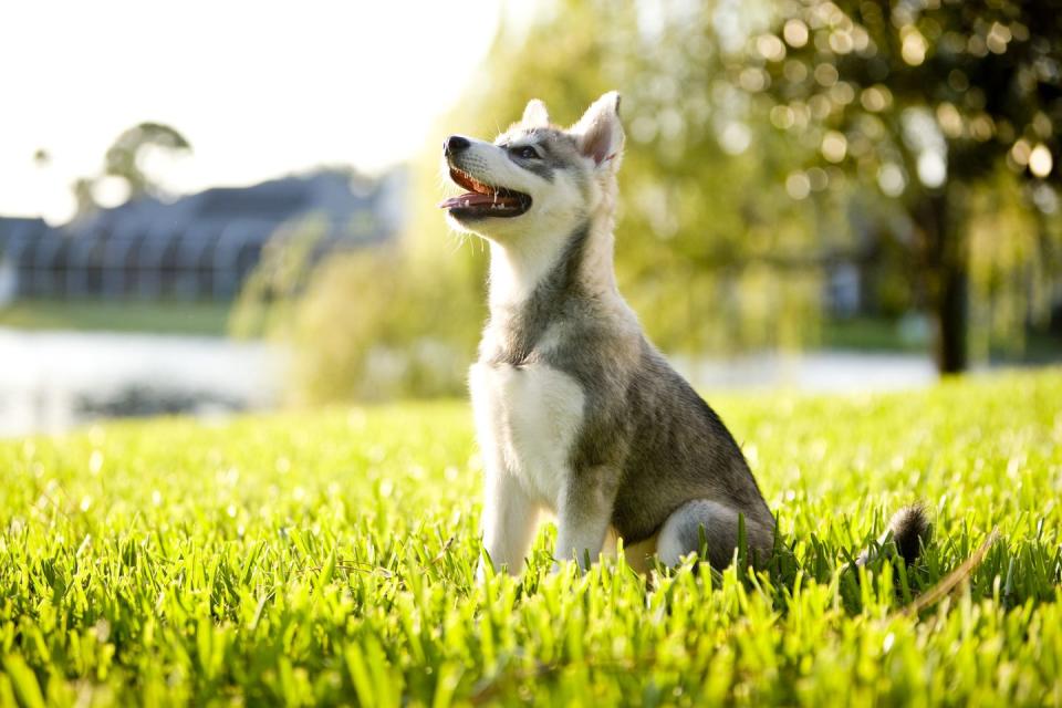 small dog breeds alaskan klee kai