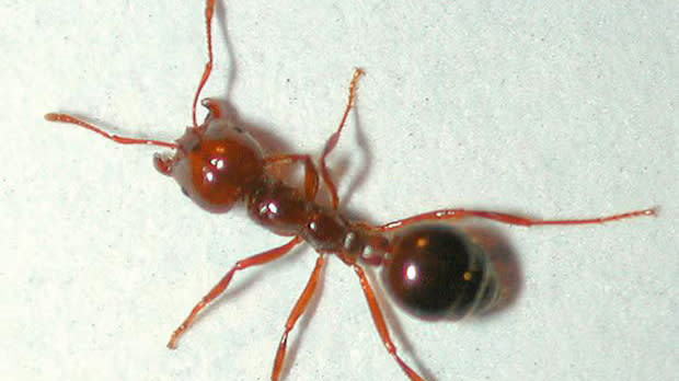  A single fire ant. 