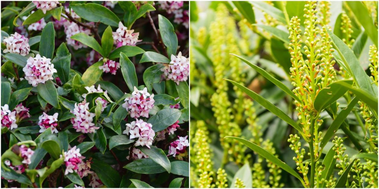 winter flowers , 10 best winter flowering plants