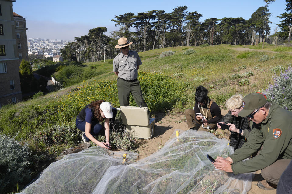 People take a closeup view of silvery blue butterflies, the closest relative to the extinct Xerces blue butterfly, after their release in the Presidio's restored dune habitat in San Francisco, Thursday, April 11, 2024. (AP Photo/Eric Risberg)