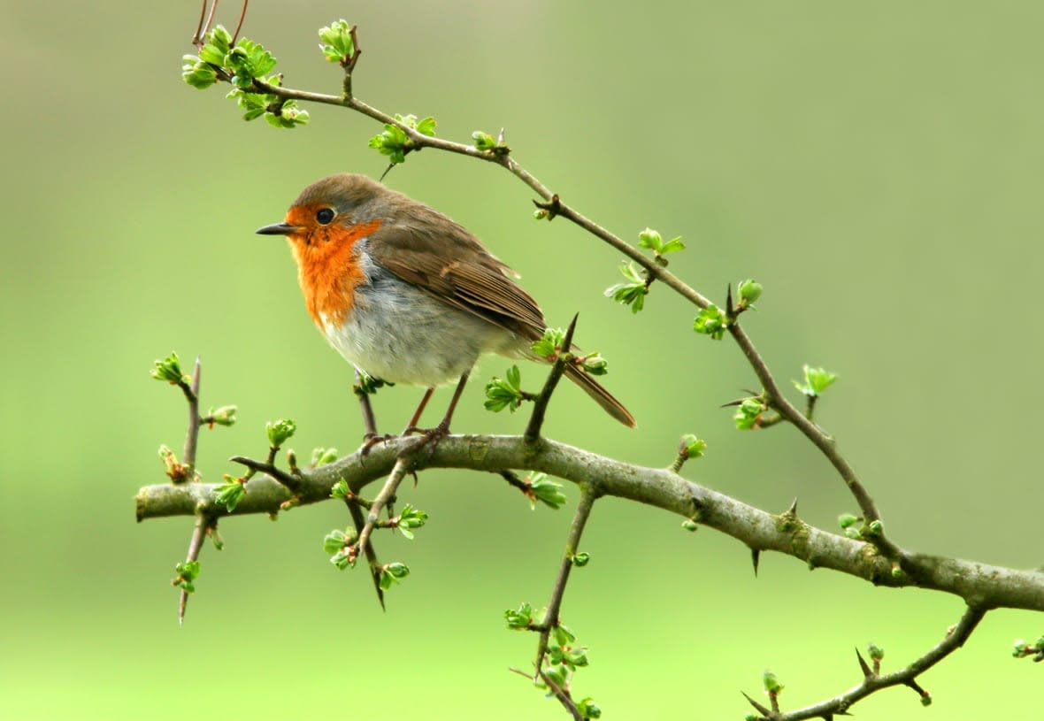 A robin sitting on a branch of a hawthorn tree/Adobe Stock